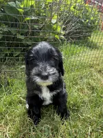 Cutie (Purple Collar), a female Goldendoodle for sale in Dix Hills, NY – 2 of 10