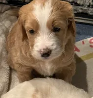Rosie (Teal Collar), a female Goldendoodle for sale in Dix Hills, NY – 6 of 10