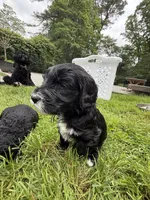 Cutie (Purple Collar), a female Goldendoodle for sale in Dix Hills, NY – 3 of 10