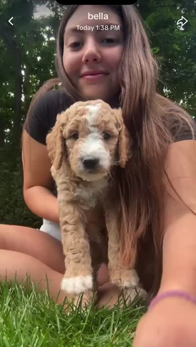 Rocko, a male Goldendoodle for sale in Dix Hills, NY – 2 of 10