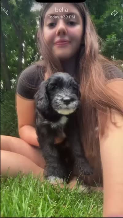 Cutie (Purple Collar), a female Goldendoodle for sale in Dix Hills, NY – 6 of 10