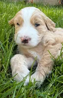 Rosie (Teal Collar), a female Goldendoodle for sale in Dix Hills, NY – 4 of 10