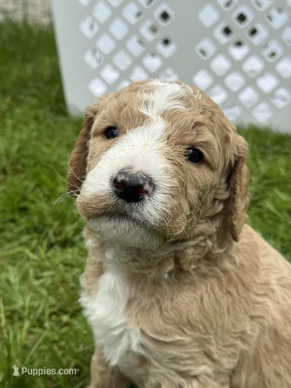 Moto Moto (Green Collar) – Goldendoodle puppy for sale in Dix Hills, NY
