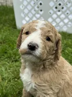 Moto Moto (Green Collar), a male Goldendoodle for sale in Dix Hills, NY – 1 of 10