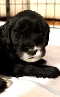 Cutie (Purple Collar), a female Goldendoodle for sale in Dix Hills, NY – 5 of 10