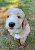 Rocko, a male Goldendoodle for sale in Dix Hills, NY – 1 of 10