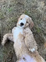 Rocko, a male Goldendoodle for sale in Dix Hills, NY – 6 of 10