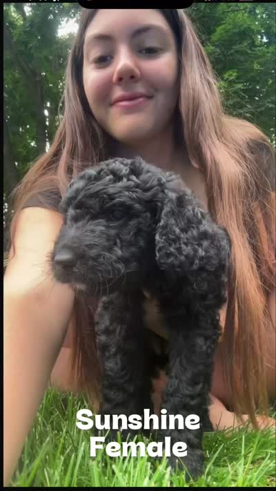Sunshine (Yellow Collar), a female Goldendoodle for sale in Dix Hills, NY – 2 of 10