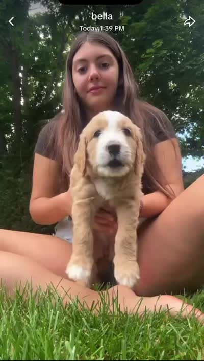 Rosie (Teal Collar), a female Goldendoodle for sale in Dix Hills, NY – 2 of 10