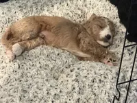 Moto Moto (Green Collar), a male Goldendoodle for sale in Dix Hills, NY – 6 of 10