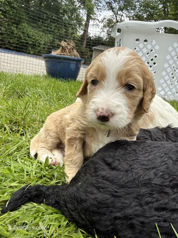 Rosie (Teal Collar) – Goldendoodle puppy for sale in Dix Hills, NY