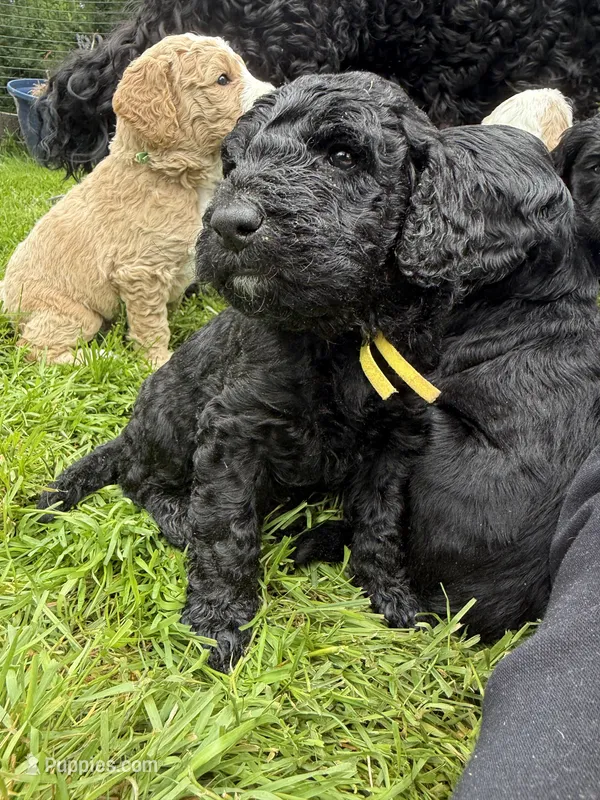 Sunshine (Yellow Collar) – Goldendoodle puppy for sale in Dix Hills, NY