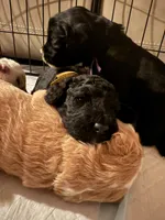 Sunshine (Yellow Collar), a female Goldendoodle for sale in Dix Hills, NY – 7 of 10
