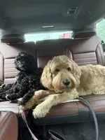 Lambo (Red Collar), a male Goldendoodle for sale in Dix Hills, NY – 10 of 10