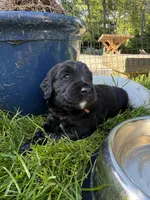 Lambo (Red Collar), a male Goldendoodle for sale in Dix Hills, NY – 4 of 10