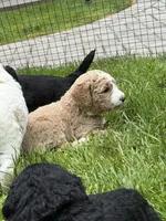 Moto Moto (Green Collar), a male Goldendoodle for sale in Dix Hills, NY – 5 of 10