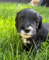 Cutie (Purple Collar), a female Goldendoodle for sale in Dix Hills, NY – 4 of 10