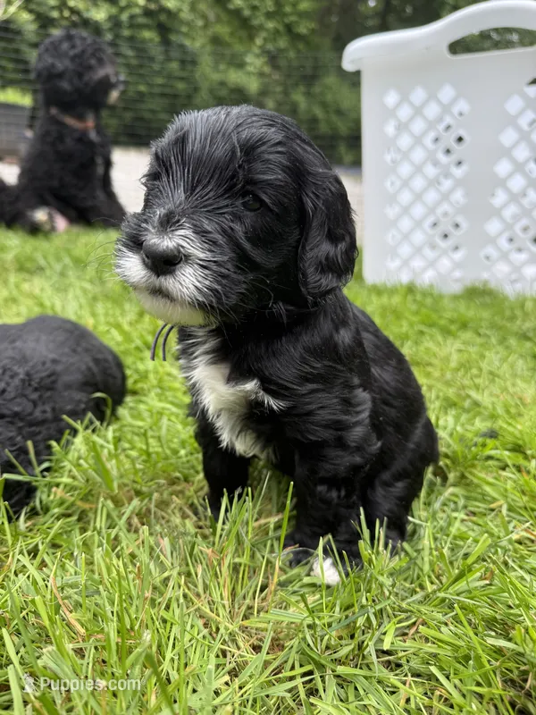 Cutie (Purple Collar) – Goldendoodle puppy for sale in Dix Hills, NY