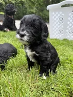 Cutie (Purple Collar), a female Goldendoodle for sale in Dix Hills, NY – 1 of 10