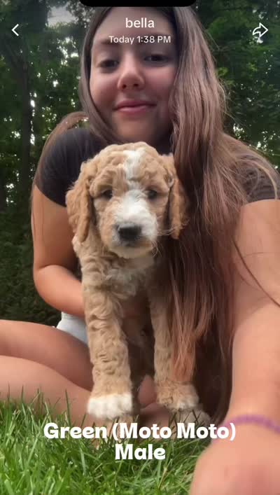 Moto Moto (Green Collar), a male Goldendoodle for sale in Dix Hills, NY – 2 of 10