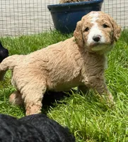 Moto Moto (Green Collar), a male Goldendoodle for sale in Dix Hills, NY – 7 of 10