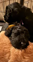Sunshine (Yellow Collar), a female Goldendoodle for sale in Dix Hills, NY – 3 of 10