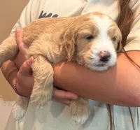Rosie (Teal Collar), a female Goldendoodle for sale in Dix Hills, NY – 7 of 10
