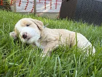 Rosie (Teal Collar), a female Goldendoodle for sale in Dix Hills, NY – 3 of 10