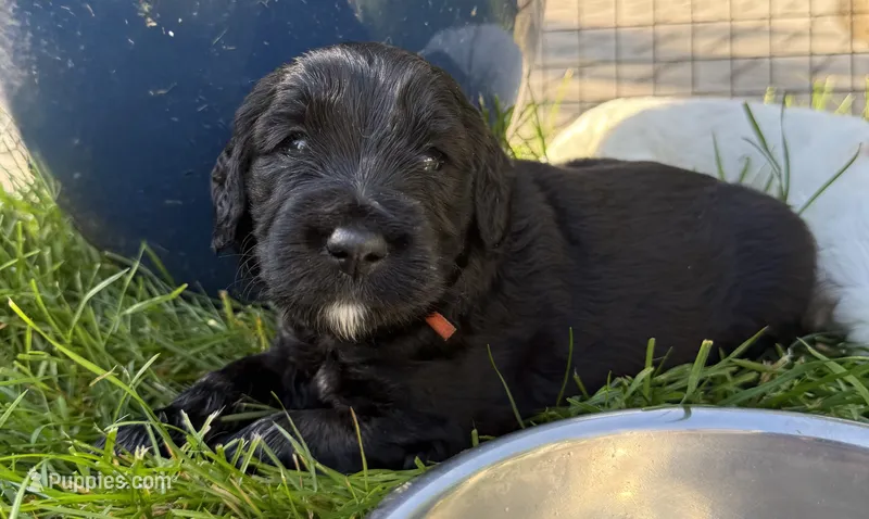 Lambo (Red Collar) – Goldendoodle puppy for sale in Dix Hills, NY