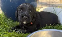 Lambo (Red Collar), a male Goldendoodle for sale in Dix Hills, NY – 1 of 10