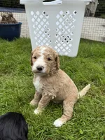Moto Moto (Green Collar), a male Goldendoodle for sale in Dix Hills, NY – 4 of 10