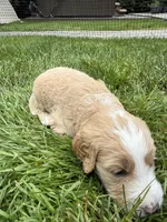 Rosie (Teal Collar), a female Goldendoodle for sale in Dix Hills, NY – 5 of 10