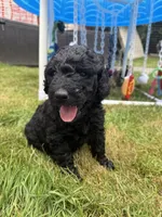 Sunshine (Yellow Collar), a female Goldendoodle for sale in Dix Hills, NY – 5 of 10