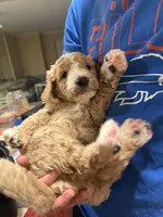 Rocko, a male Goldendoodle for sale in Dix Hills, NY – 3 of 10
