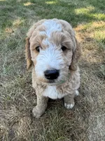 Rocko, a male Goldendoodle for sale in Dix Hills, NY – 5 of 10