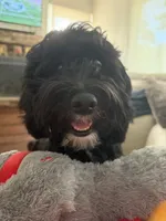 Cutie (Purple Collar), a female Goldendoodle for sale in Dix Hills, NY – 9 of 10