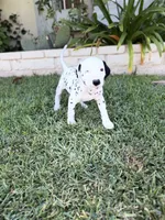Yellow, a male Dalmatian for sale in Moreno Valley, CA – 3 of 5
