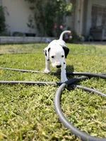 Yellow, a male Dalmatian for sale in Moreno Valley, CA – 2 of 5