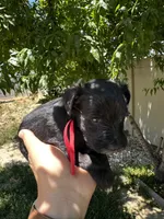 Red, a male Miniature Schnauzer for sale in Moreno Valley, CA – 2 of 2