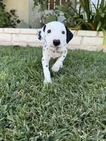 Yellow, a male Dalmatian for sale in Moreno Valley, CA – 4 of 5