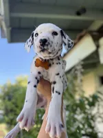 Yellow , a female Dalmatian for sale in Moreno Valley, CA – 2 of 5