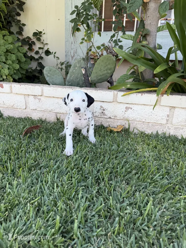 Yellow – Dalmatian puppy for sale in Moreno Valley, CA