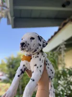 Yellow , a female Dalmatian for sale in Moreno Valley, CA – 4 of 5