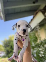 Purple , a female Dalmatian for sale in Moreno Valley, CA – 2 of 6