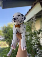 Yellow , a female Dalmatian for sale in Moreno Valley, CA – 3 of 5