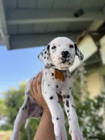 Yellow , a female Dalmatian for sale in Moreno Valley, CA – 1 of 5