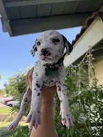 Green, a female Dalmatian for sale in Moreno Valley, CA – 4 of 5