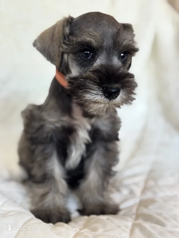 Orange  – Miniature Schnauzer puppy for sale in Moreno Valley, CA