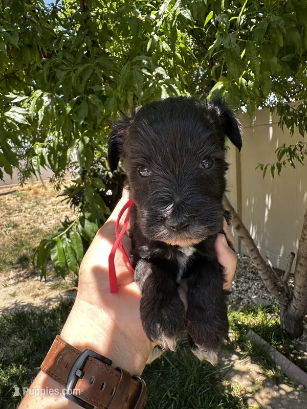 Red – Miniature Schnauzer puppy for sale in Moreno Valley, CA