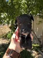 Red, a male Miniature Schnauzer for sale in Moreno Valley, CA – 1 of 2